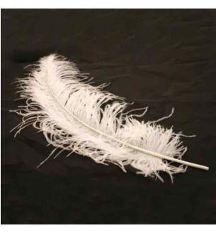apac-white-ostrich-feathers.jpg