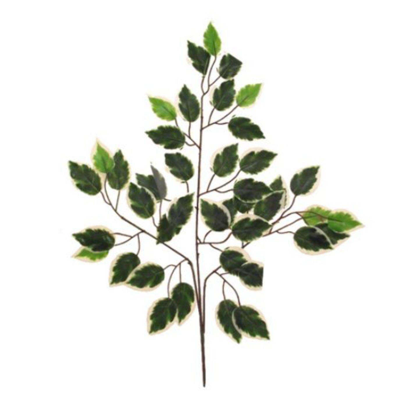 66cm Deluxe Ficus Branch (42 Leaves) x 12pcs