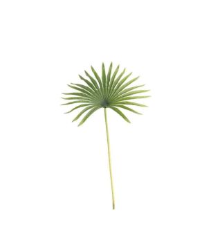 82cm-real-fan-palm-leaf-green.jpg