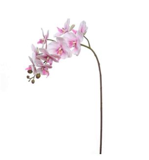 96cm-phalaenopsis-orchid-spray-lilac-fuchsia.jpg