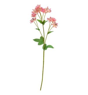 astrantia-spray-pink-61cm