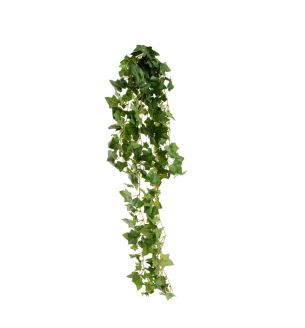 hanging-ivy-bush-green