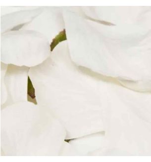 oaktree-rose-petal-white-1000pcs.jpg