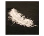 Ostrich Feathers White 5Pack