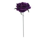 Curve Rose Cas Purple